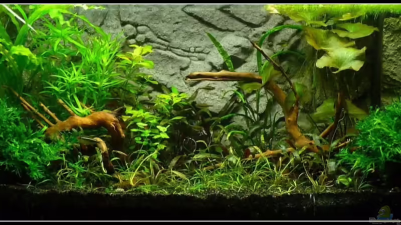 17.08.2009 von *Dominique* (7)