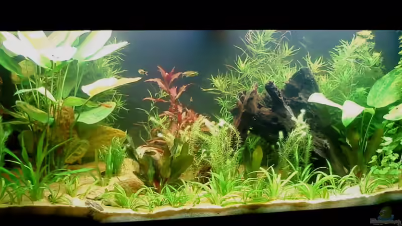 17.08.2010 von Susanne Kruse (5)