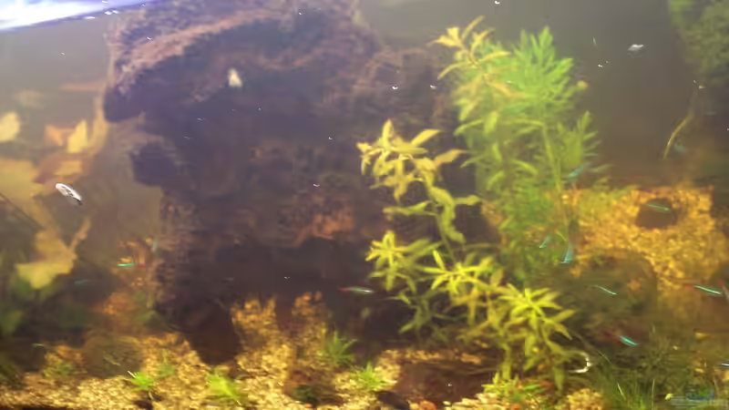 17.08.2014 Unschärfe von Trübung im Wasser von Jens J. (4)