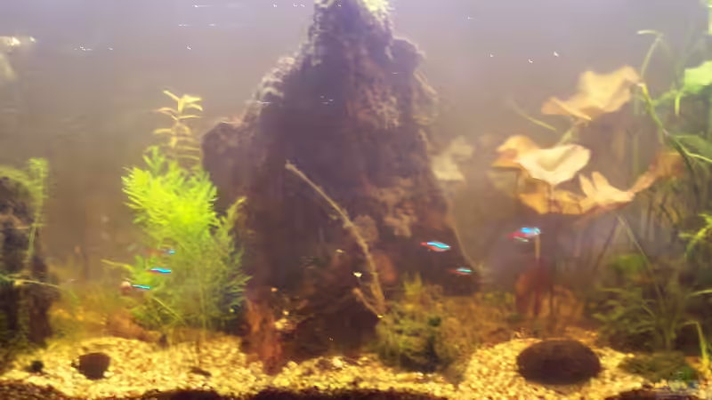 17.08.2014 Unschärfe von Trübung im Wasser von Jens J. (5)