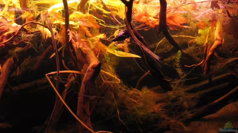 17.08.2015 Detail Uferböschung von der Theoretiker (9)