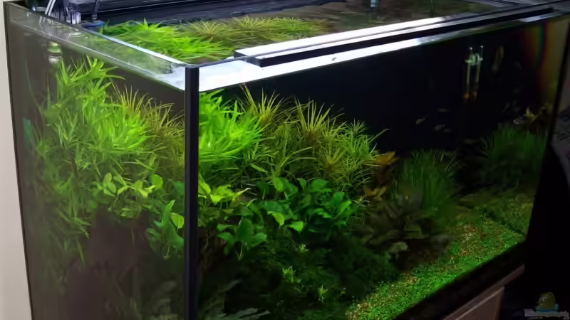 17.09.2008 Altes Layout von Gunnar Otte (2)