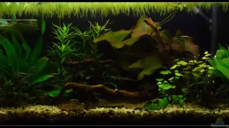 17.09.2008 von *Dominique* (2)