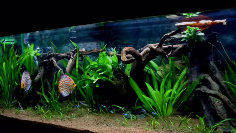 ***17.09.2011*** von Sue (18)