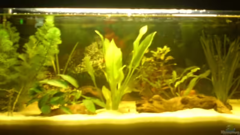 17.10.08 von Aquariumfan93 (2)