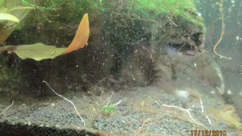 17.10.12 Nach der Entfernng der Vallisnerien!Pfui!!! von Opodeldok (10)