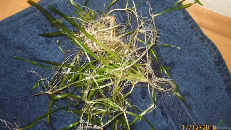 17.12.10 Die kommen jetzt ins große Becken von Opodeldok (11)