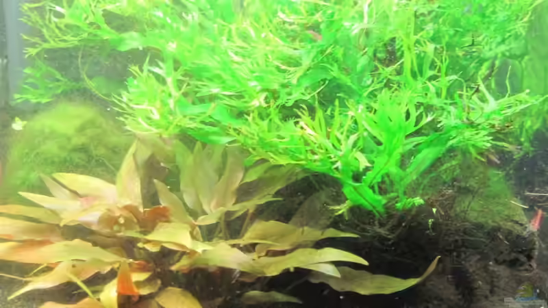 17.12.10 Hoffe der Staub legt sich bald, dann soll ins rechte Eck ein Bamboo-Stick von Opodeldok (12)