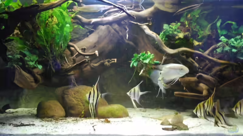 17.12.2013 von Amazonasbecken.eu (6)