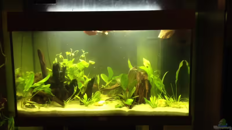 17.12.2016 von Yell0W (6)