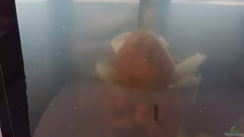 17.12.2018 Mann sieht sie. von Kevin Engelsberger (13)