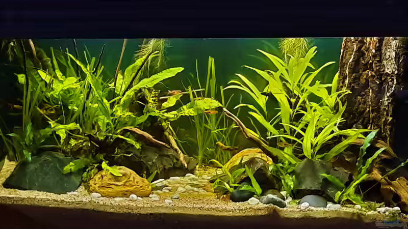 17.12.2020  von okefenokee (25)