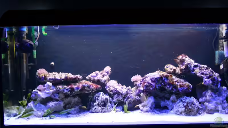 17.3.11 von Johannes 88 (5)