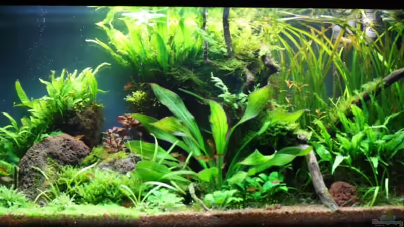 17.6. von Apistofan (10)