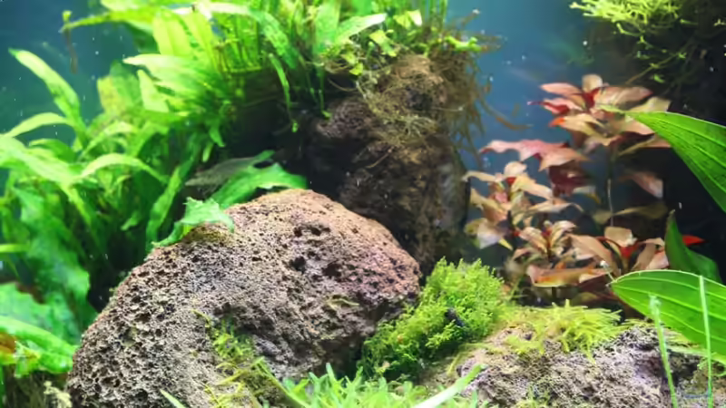 17.6. von Apistofan (12)