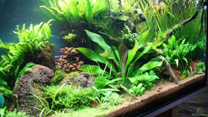 17.6. von Apistofan (13)