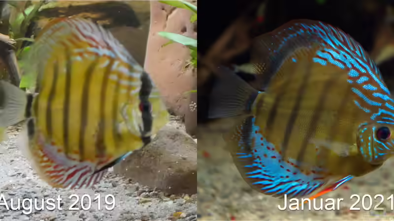 17 Monate Entwicklung grüner F1 Diskus von ravaka (25)