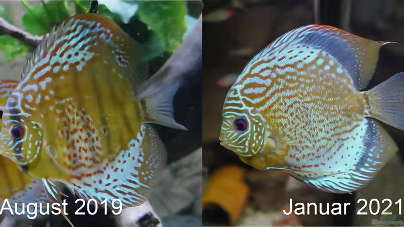 17 Monate Entwicklung grüner F1 Diskus von ravaka (26)