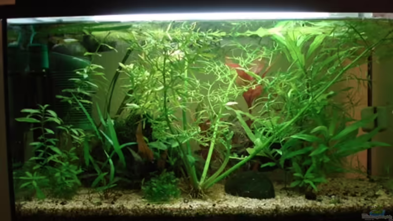 18. Dezember 2013 von Aquilegia (4)