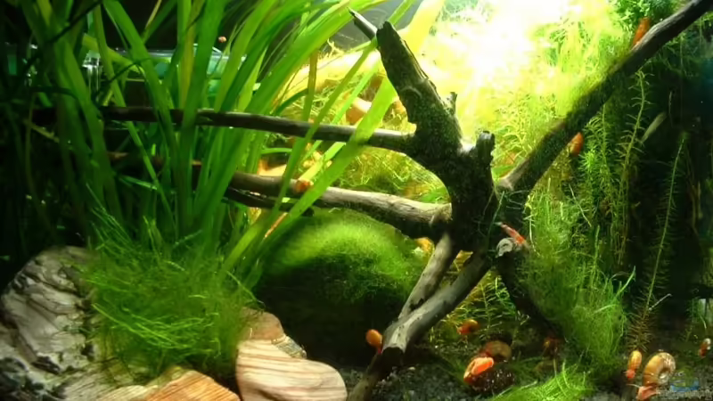 18.01.09 von Eleanor (1)