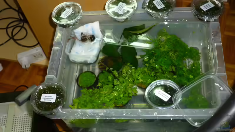 18.01.13 ~ Ein Teil der Bepflanzung... von Quyrill (25)