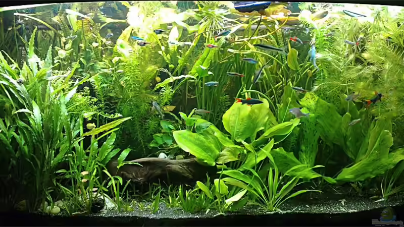 18.01.2012: Mein Juwel Vision 260, Gesamtansicht, 2 Tage nach der letzten Pflanzenpflege