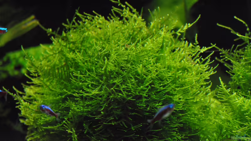 18.01.2016 von signo (14)