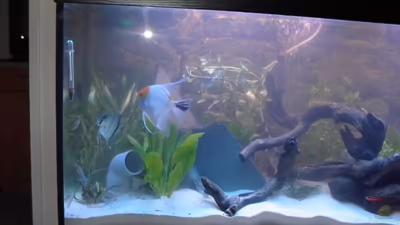 18.01 Links mit Verrohrung für Welse und Garnelen. von Marc Strubel (8)