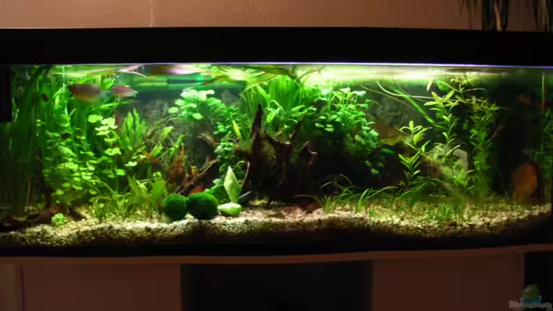 18.02.08 von Oliver Czaika (6)