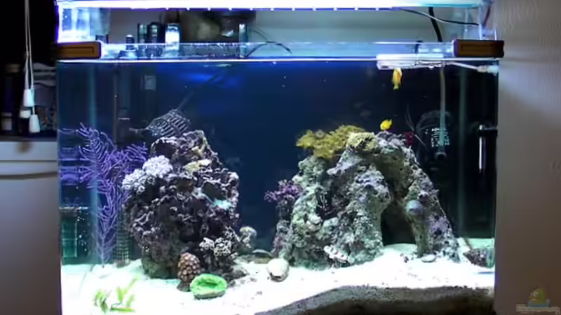 18.02.2009 von Merya (12)