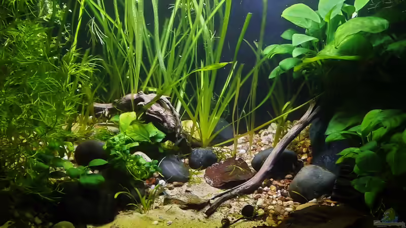 18.02.2022 von okefenokee (6)