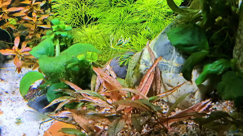 18.02.2023 von okefenokee (29)