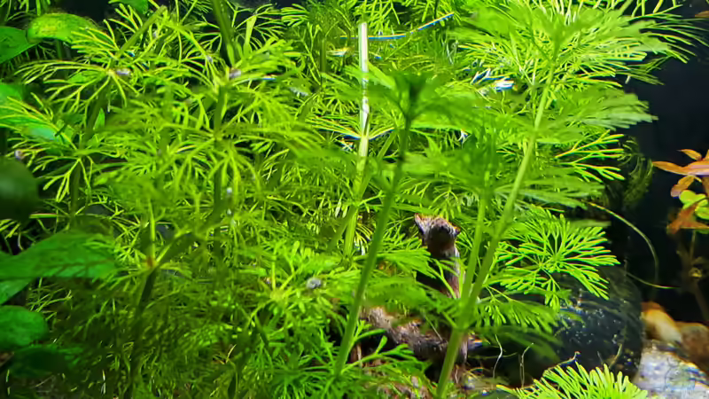 18.02.2023 von okefenokee (30)