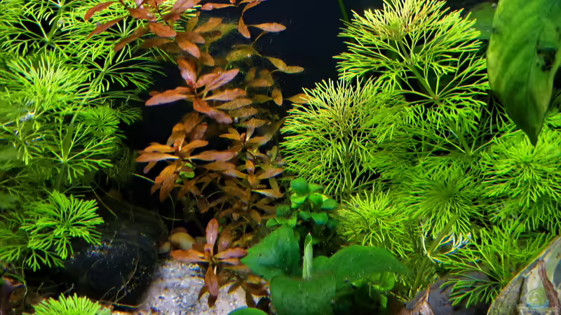 18.02.2023 von okefenokee (31)