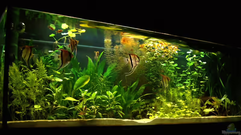 18.03.09 von Mario74 (6)