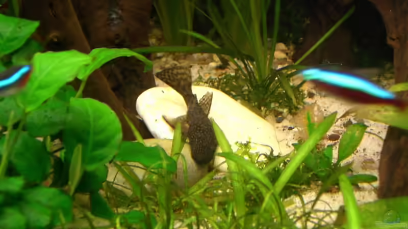 18.03.11 Antennenwels (Ancistrus dolichopterus) von M to the ilan (39)