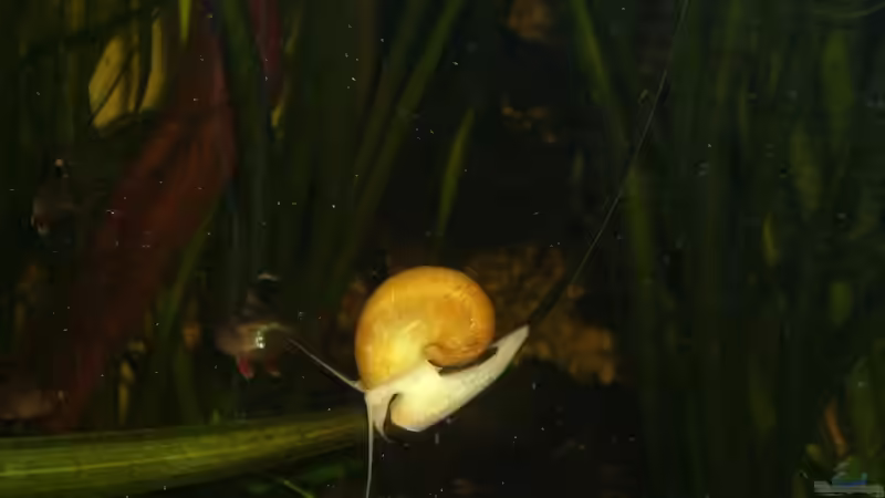 18.03.11 Apfelschnecke von M to the ilan (41)