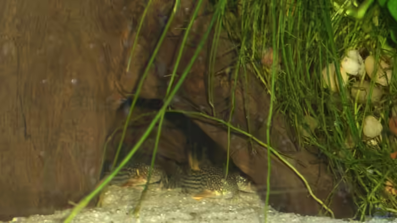 18.03.11 C.Sterbai unter der Wurzel von M to the ilan (43)