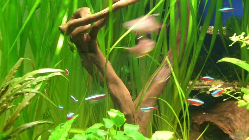 18.03.11 ´neue´ Wurzel von M to the ilan (25)