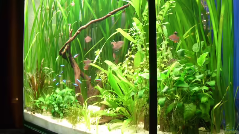 18.03.11 schräg seitlich von M to the ilan (5)