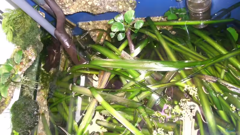 18.03.11 TWW von oben von M to the ilan (6)