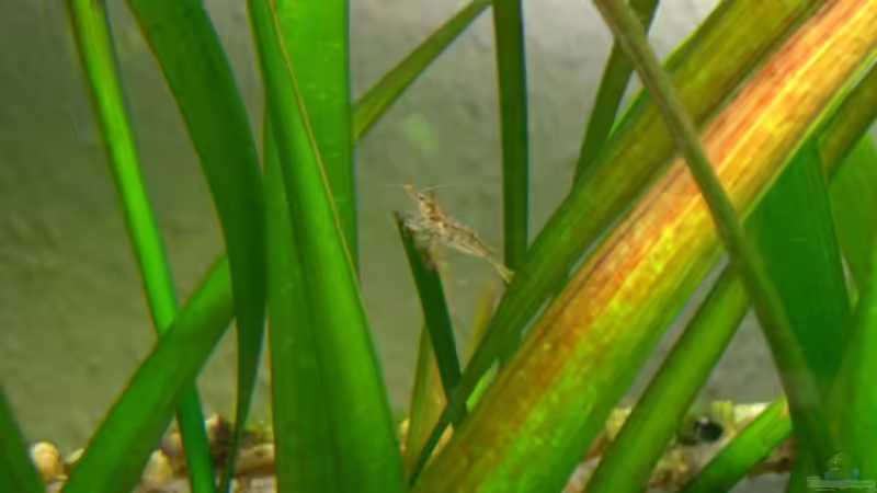 18.03.2011 kleine Krabbler (Neocaridina heteropoda) von M to the ilan (36)