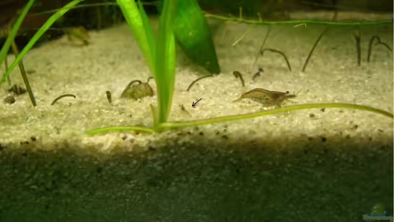 18.03.2011 mit Nachwuchs (Neocaridina heteropoda) von M to the ilan (38)