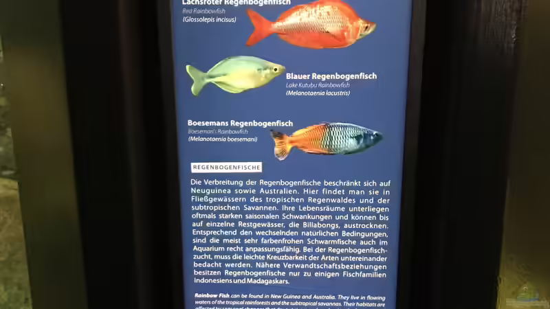 18.04.2023 Besatz Regenbogenfische Aquarium Berlin von herkla (38)