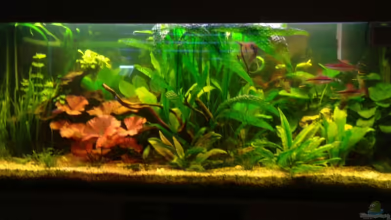 18.05.08 von Korbi (3)