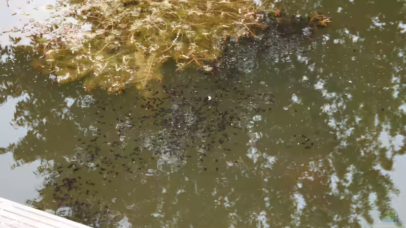 18.05.2015 trotz Sonnen- und Scheibenbarsche von Susanne Axt (28)