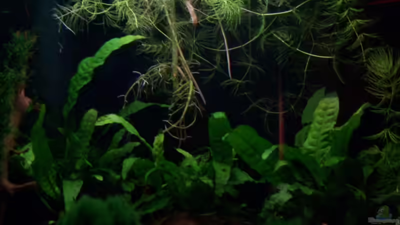 18.06.10  von Tom Rudolph (4)