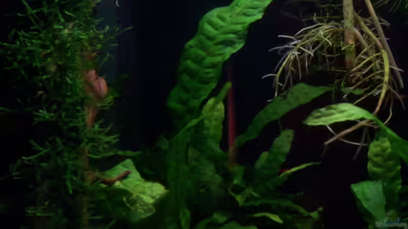 18.06.10 Javafarn von Tom Rudolph (5)