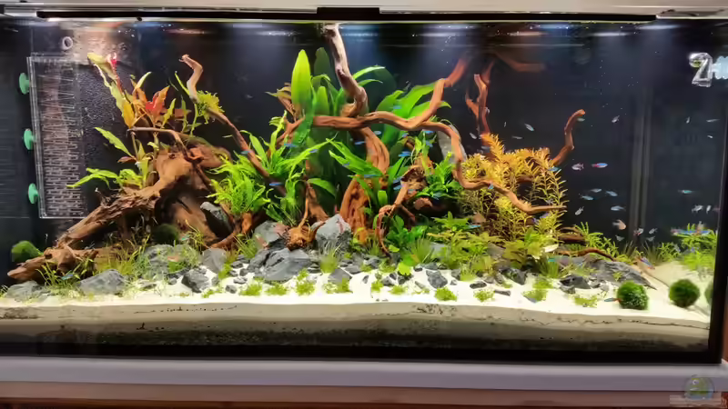 18.06.15 - restliche Fische sind eingezogen von Betta Chris (12)