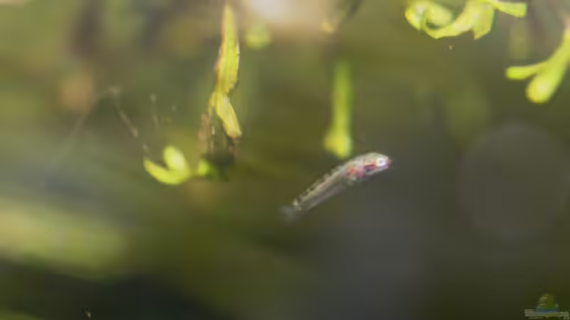 18/06/2014 Nuevos alevines von lomarraco (68)